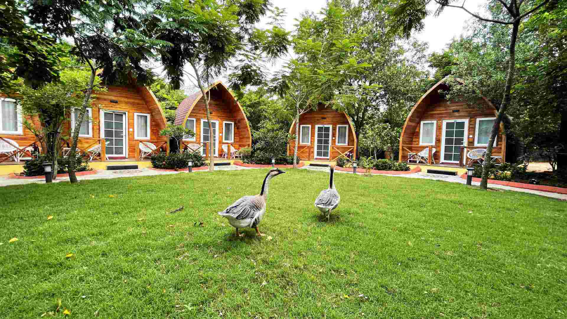 resort-aviary